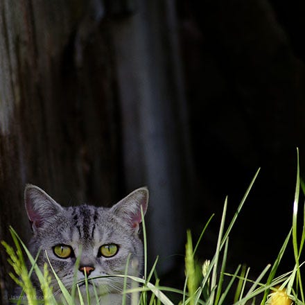 Süße Katzen